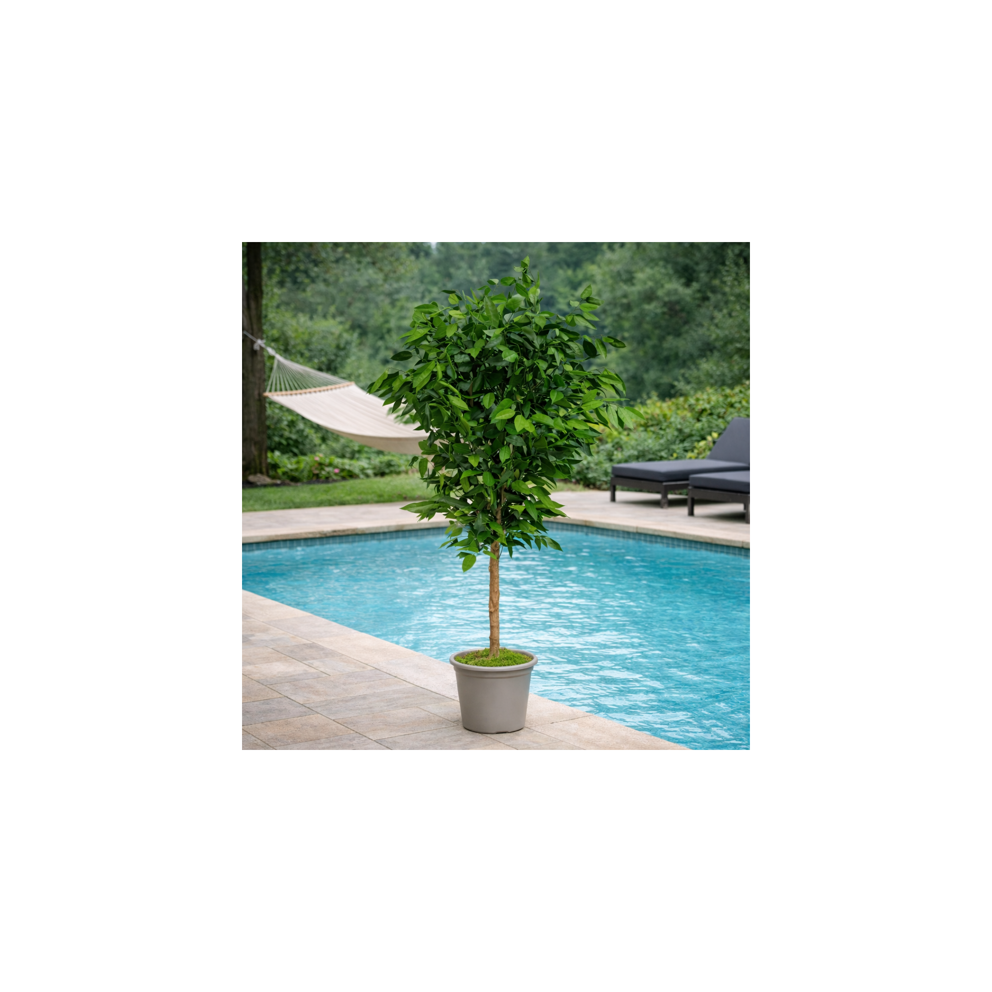 Giulia Grillo Eucalipto Robusta Stabilizzato  Verde  Tronco Mansanisi h 180 cm