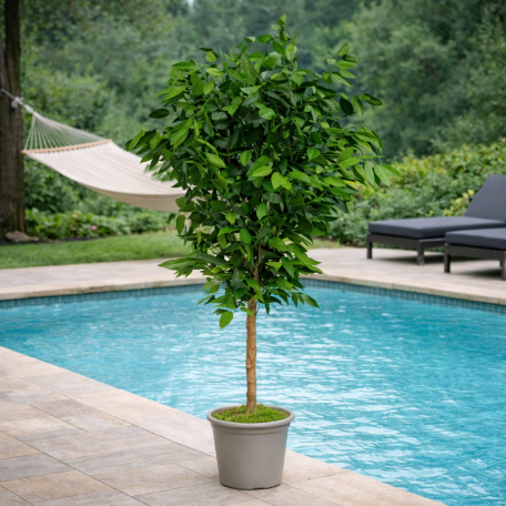 Eucalipto Robusta Stabilizzato  Verde  Tronco Mansanisi h 150 cm