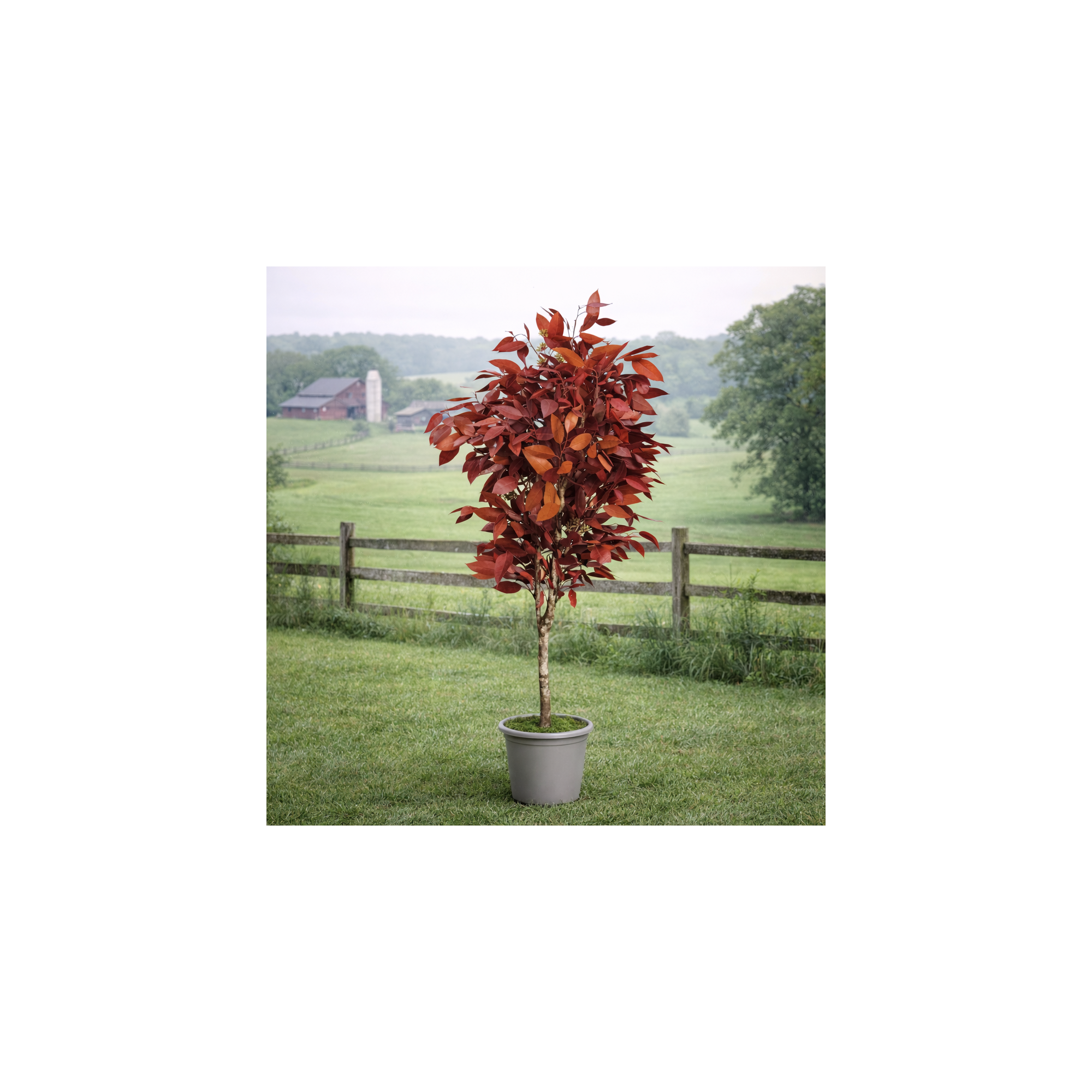 Giulia Grillo Eucalipto Robusta Stabilizzato  Rosso  Tronco Mansanisi H 180 cm