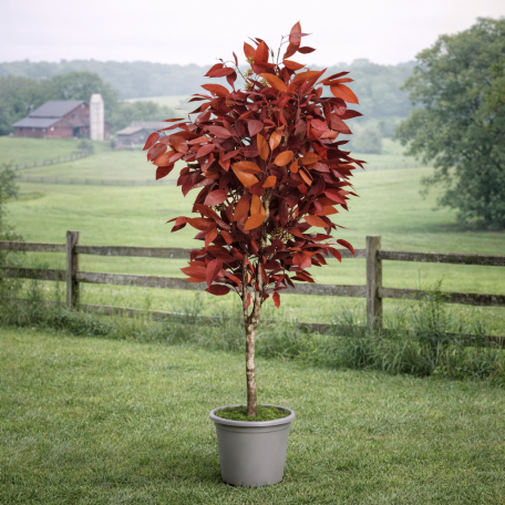 Eucalipto Robusta Stabilizzato  Rosso  Tronco Mansanisi H 180 cm