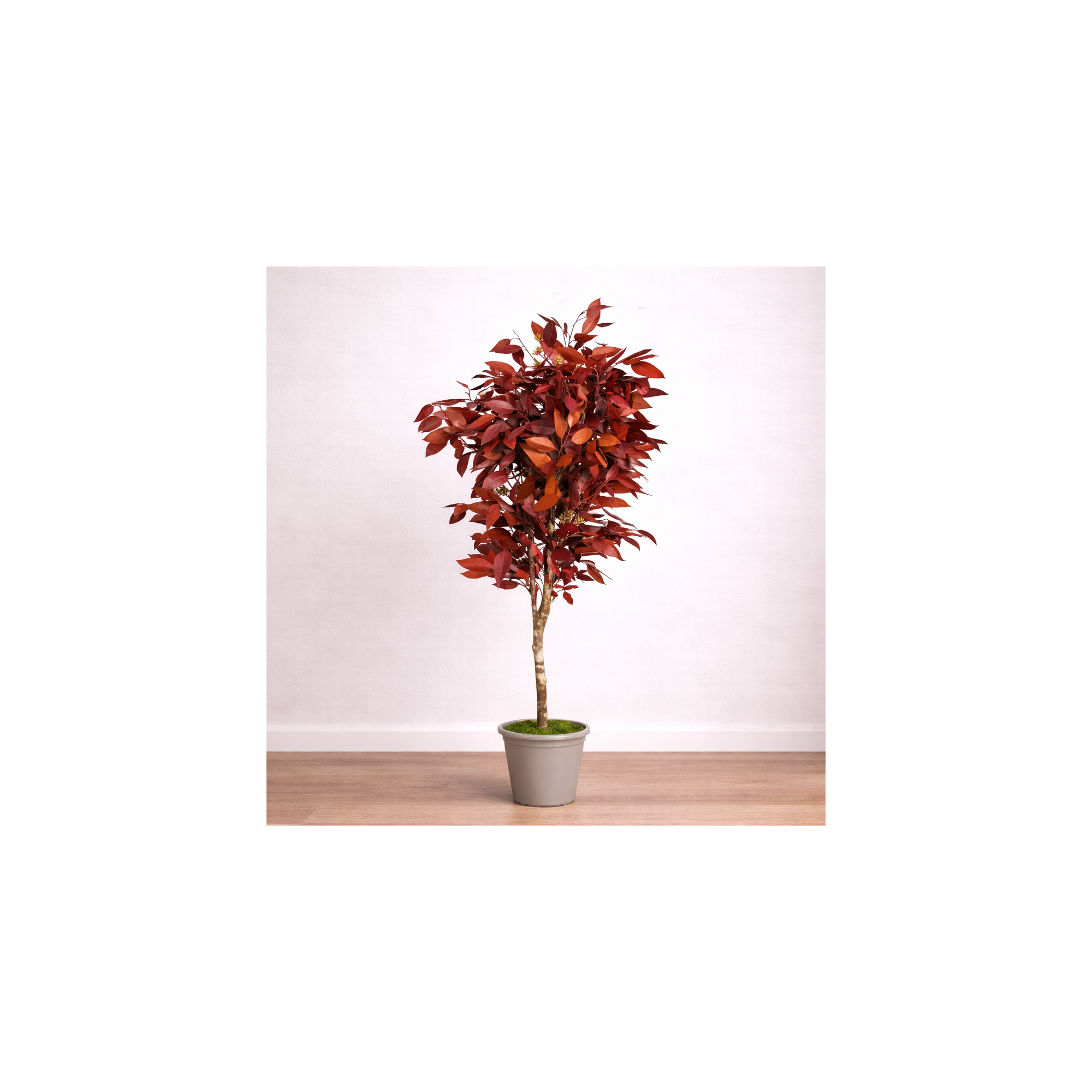 Giulia Grillo Eucalipto Robusta Stabilizzato  Rosso  Tronco Mansanisi H 150 cm