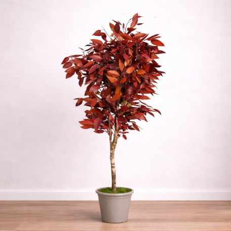 Eucalipto Robusta Stabilizzato  Rosso  Tronco Mansanisi h 120 cm