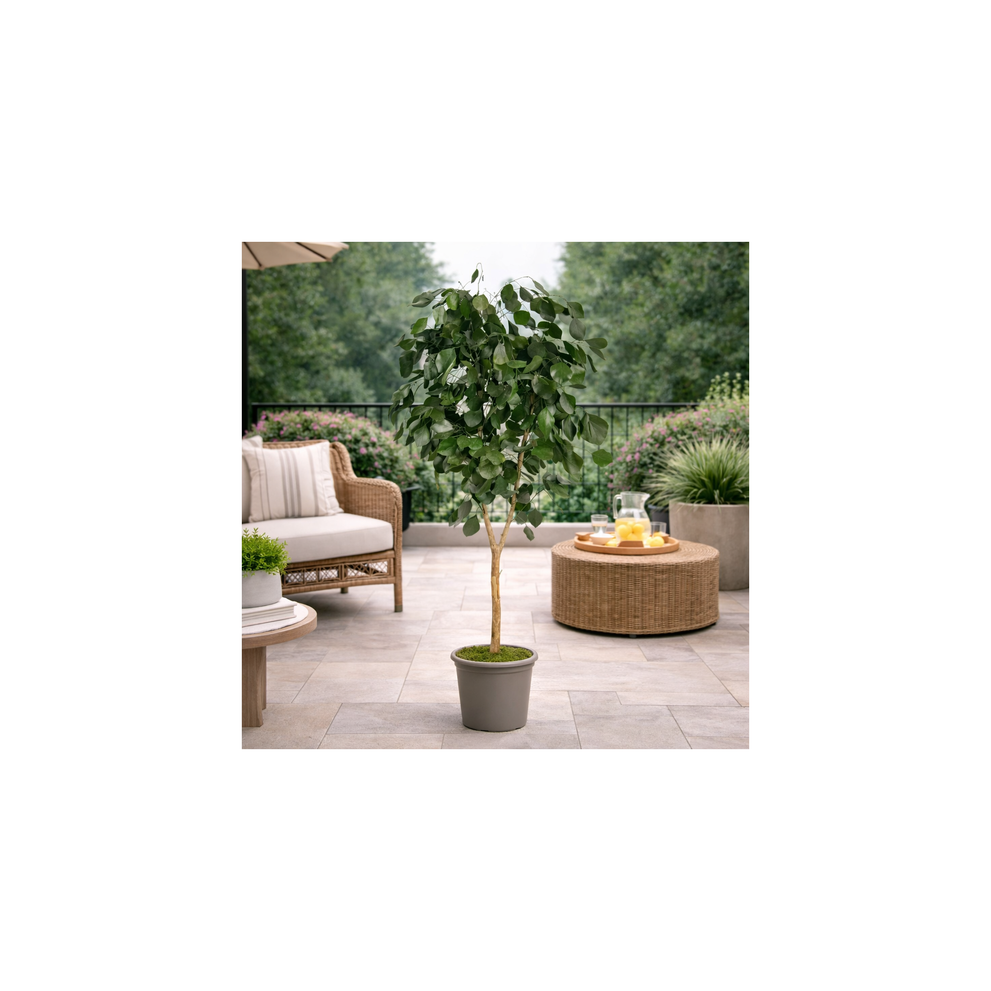 Giulia Grillo Eucalipto Populus Stabilizzato  Verde  Tronco Mansanisi h 150 cm