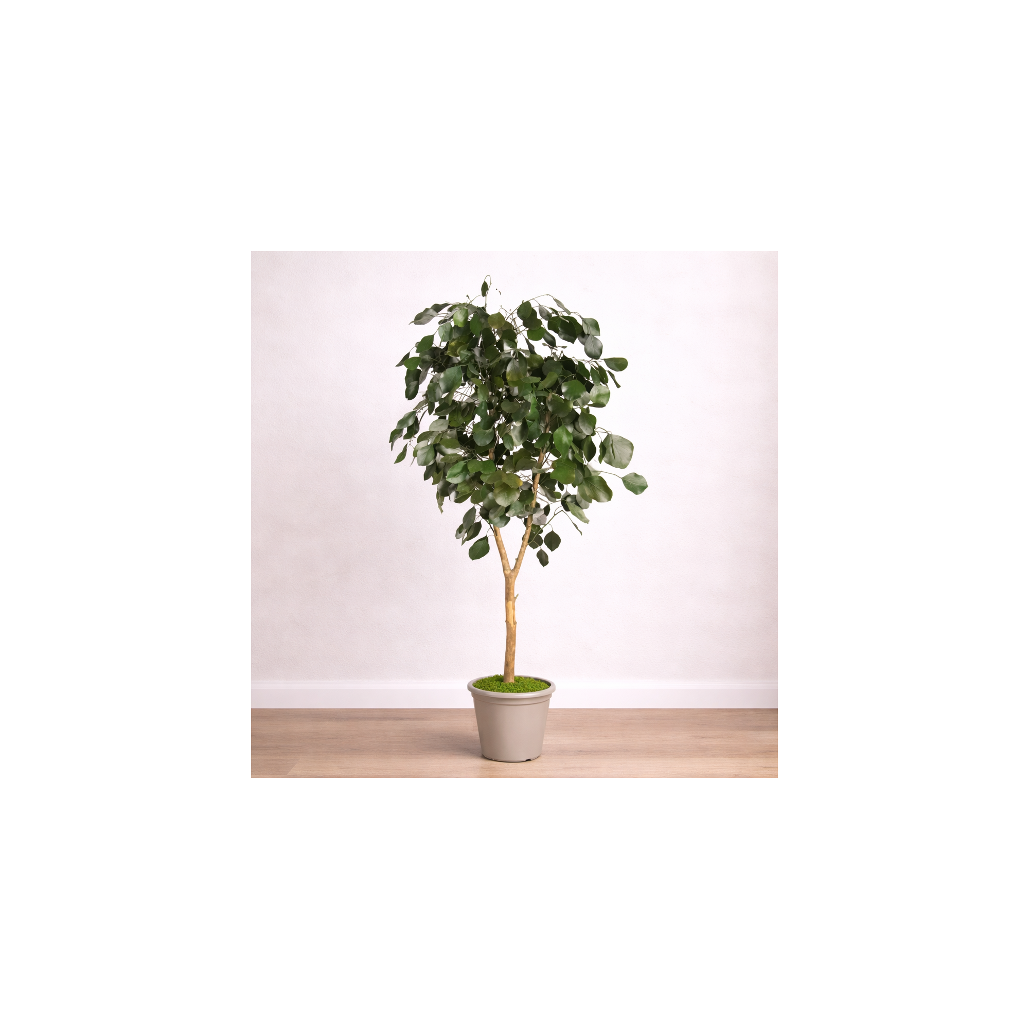 Giulia Grillo Eucalipto Populus Stabilizzato  Verde  Tronco Mansanisi H 120 cm