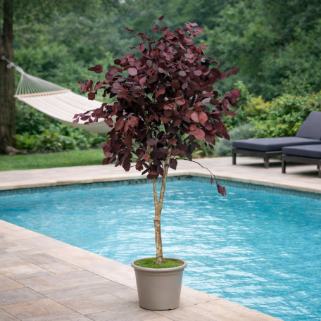 Eucalipto Populus Stabilizzato  Rosso  Tronco Mansanisi H 180 cm