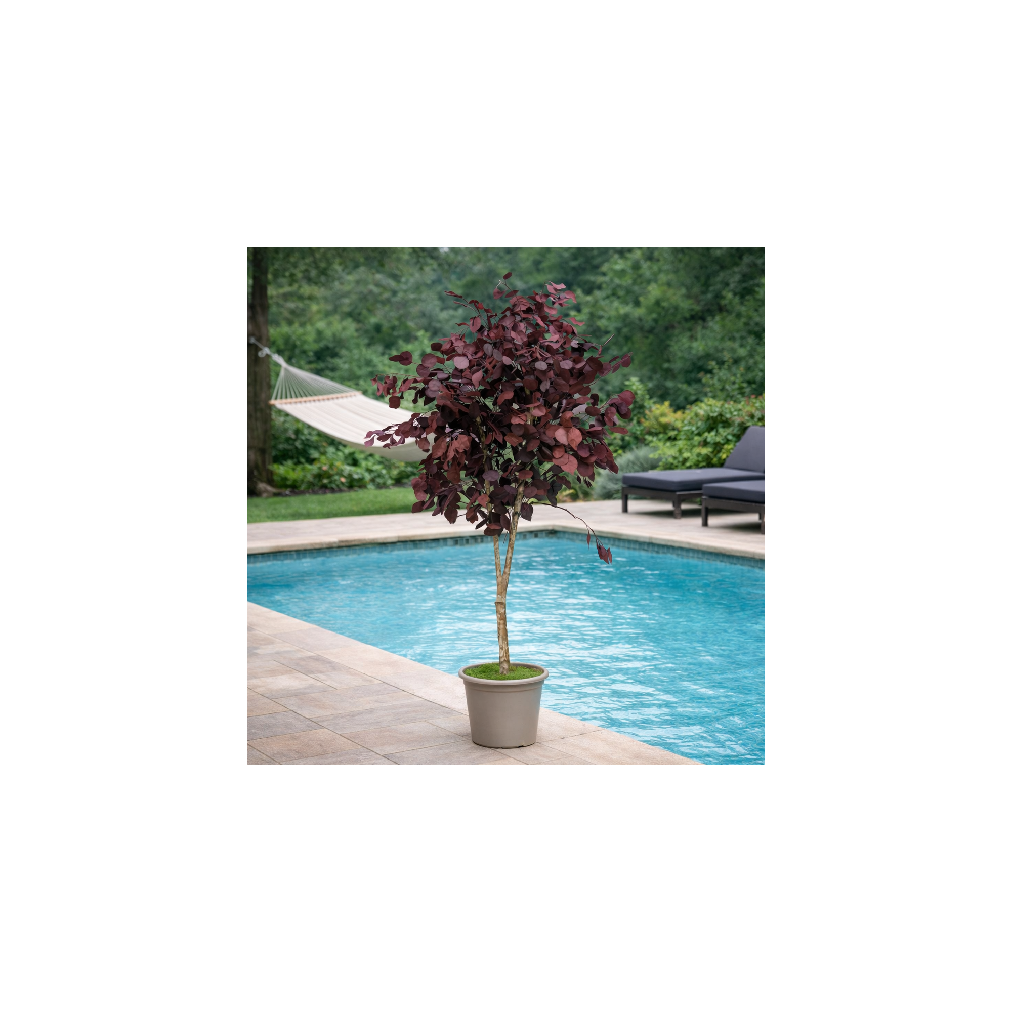 Giulia Grillo Eucalipto Populus Stabilizzato  Rosso  Tronco Mansanisi h 150 cm