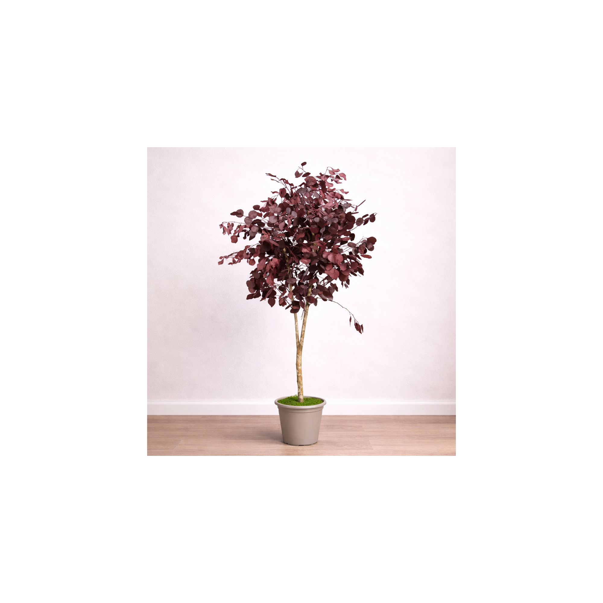 Giulia Grillo Eucalipto Populus Stabilizzato  Rosso  Tronco Mansanisi h 150 cm