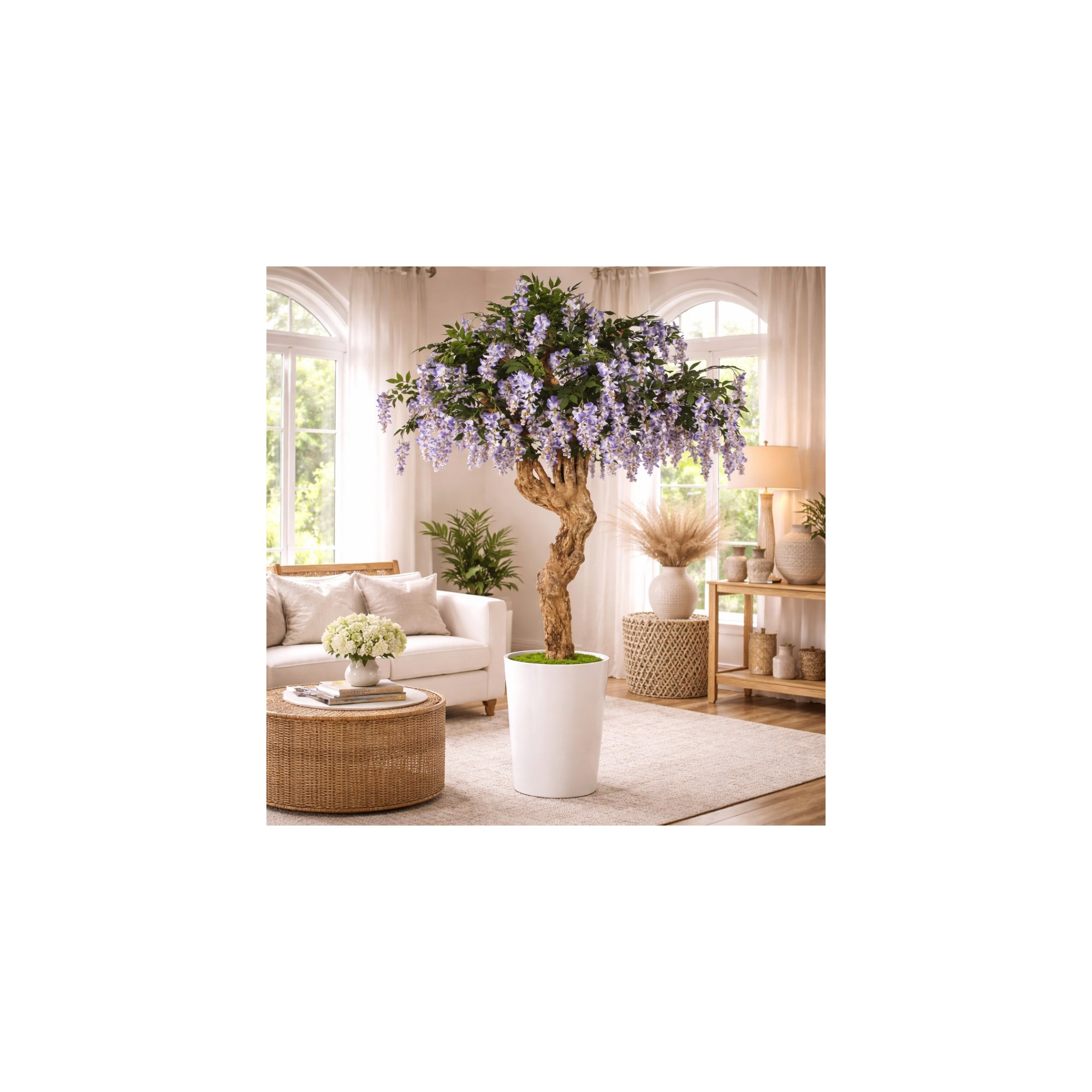  Glicine Seminaturale  Con Fiori  Tronco Majestic  H 250 cm