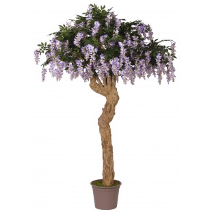 Glicine Seminaturale  Con...