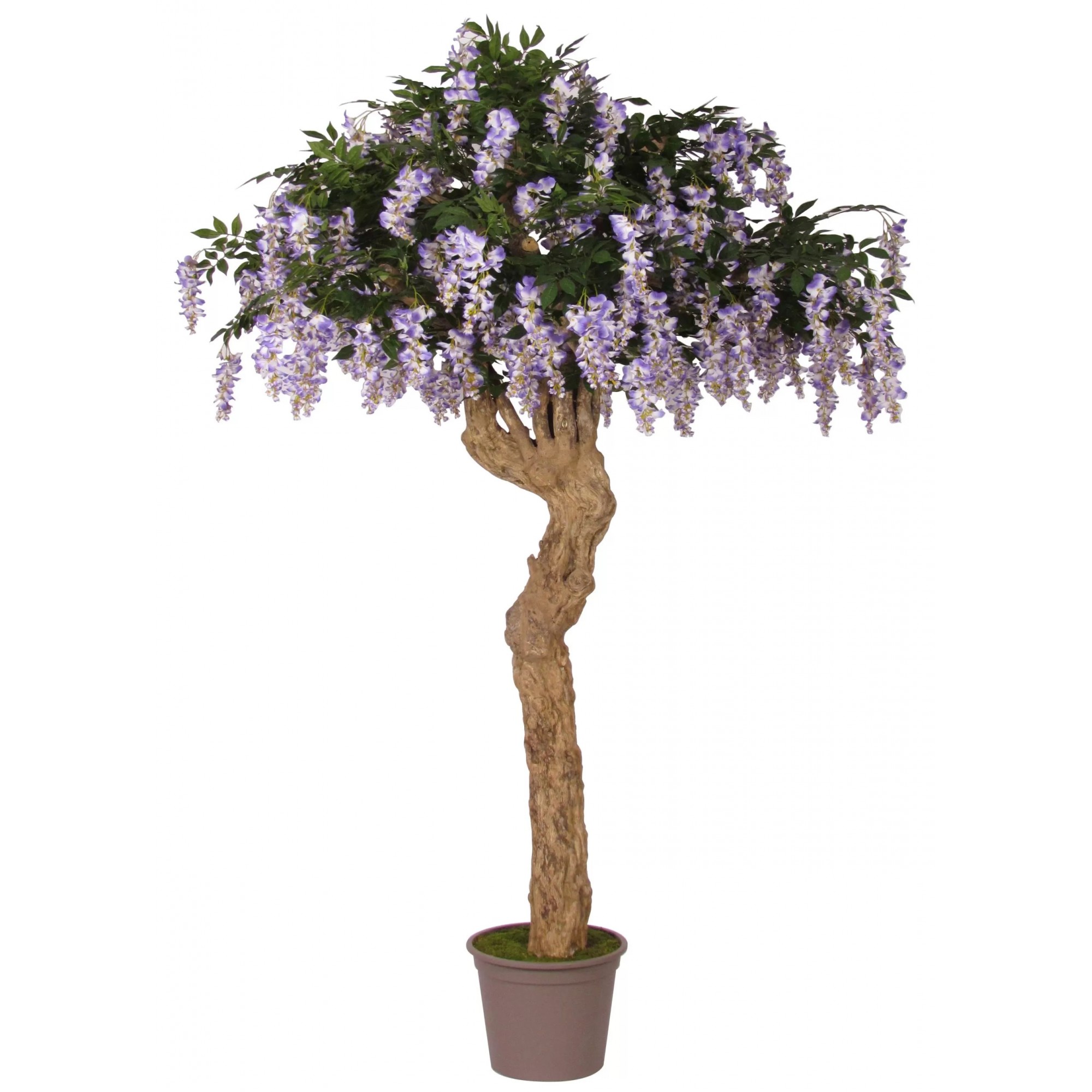  Glicine Seminaturale  Con Fiori  Tronco Majestic  H 250 cm