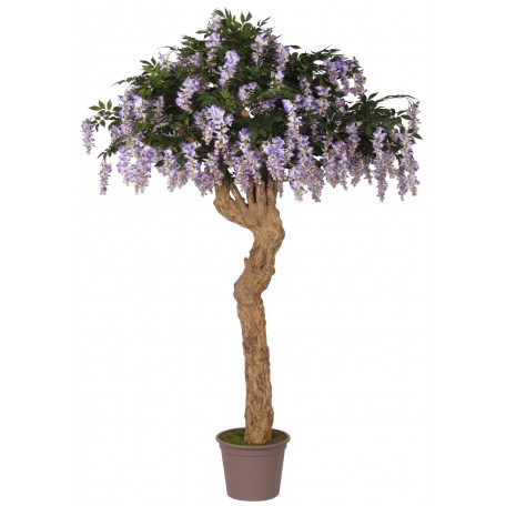 Glicine Seminaturale  Con Fiori  Tronco Majestic  H 250 cm