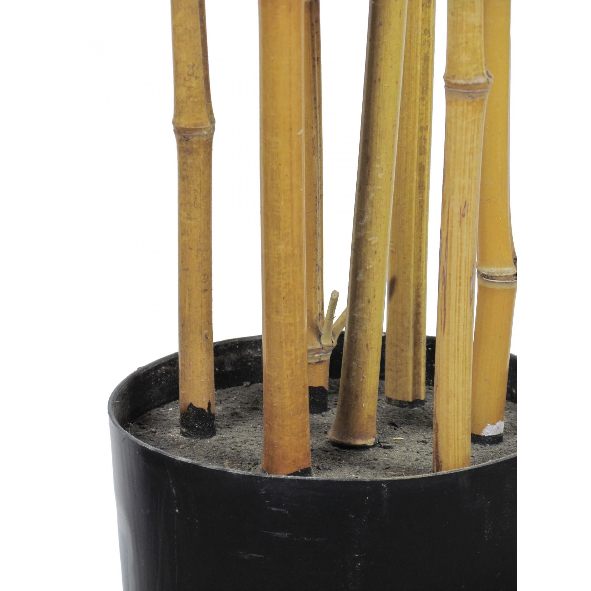  Bamboo Seminaturale  Verde  Canne Naturali 180cm