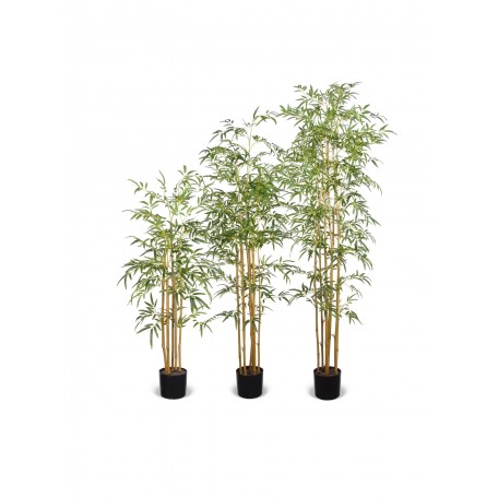 Bamboo Seminaturale  Verde  Canne Naturali 180cm