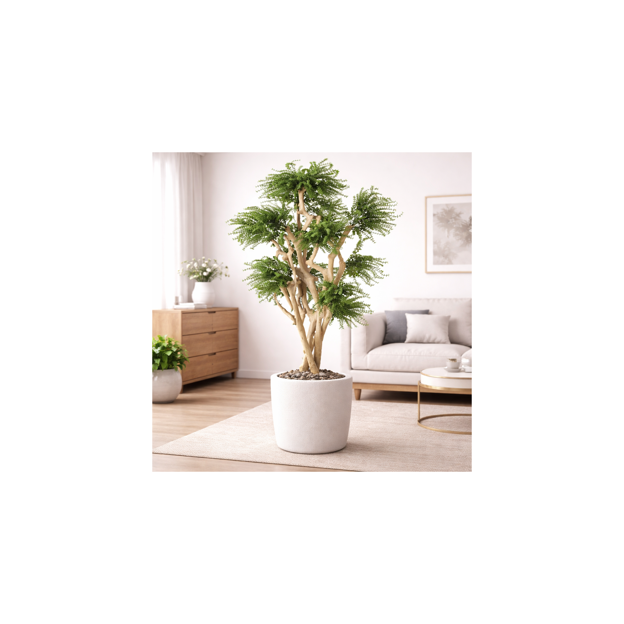  Abelia Seminaturale  Verde  Tronco Japan  UVR  H 185 cm