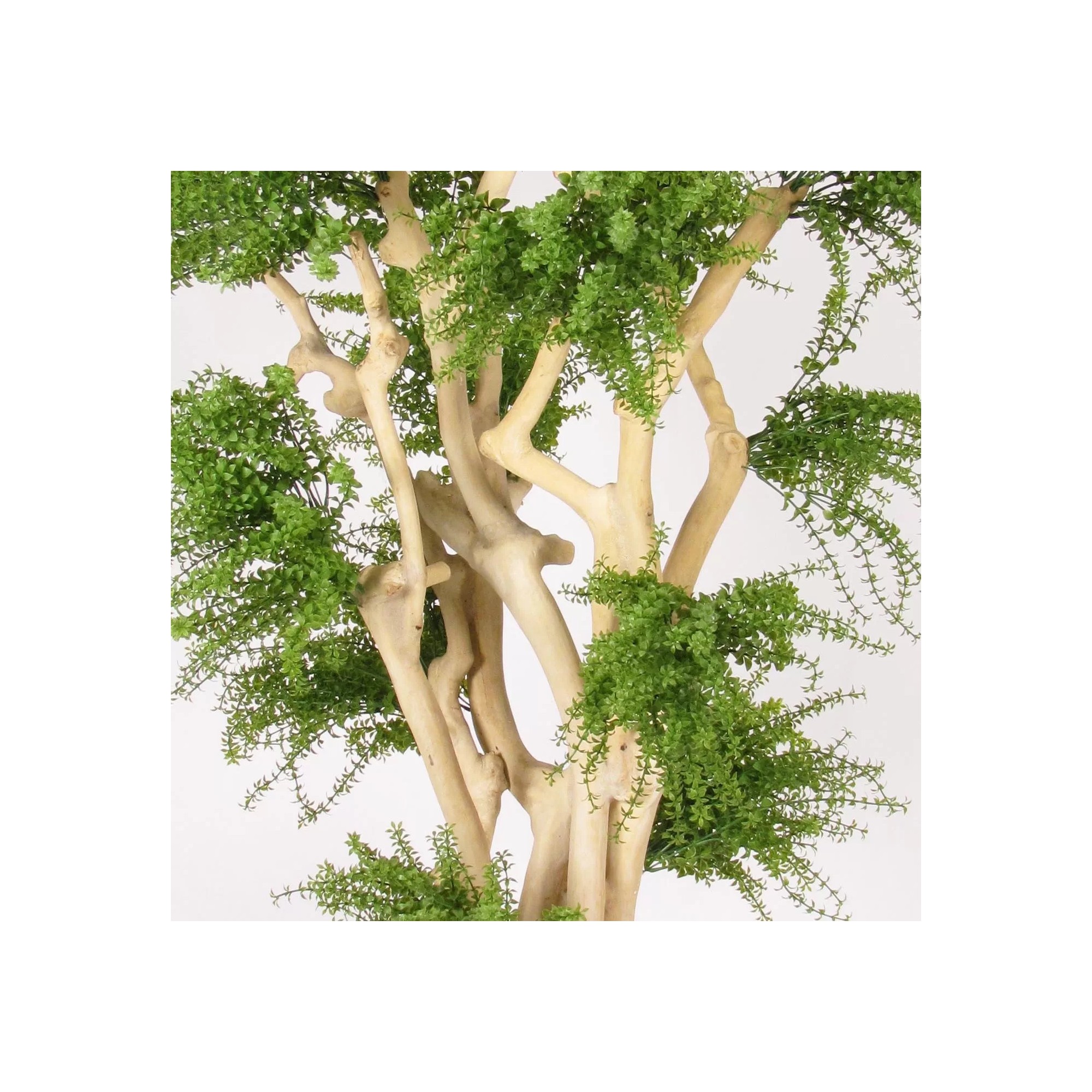  Abelia Seminaturale  Verde  Tronco Japan  UVR  H 185 cm