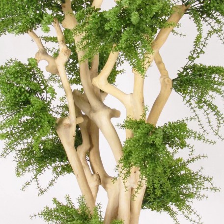 Abelia Seminaturale  Verde  Tronco Japan  UVR  H 185 cm