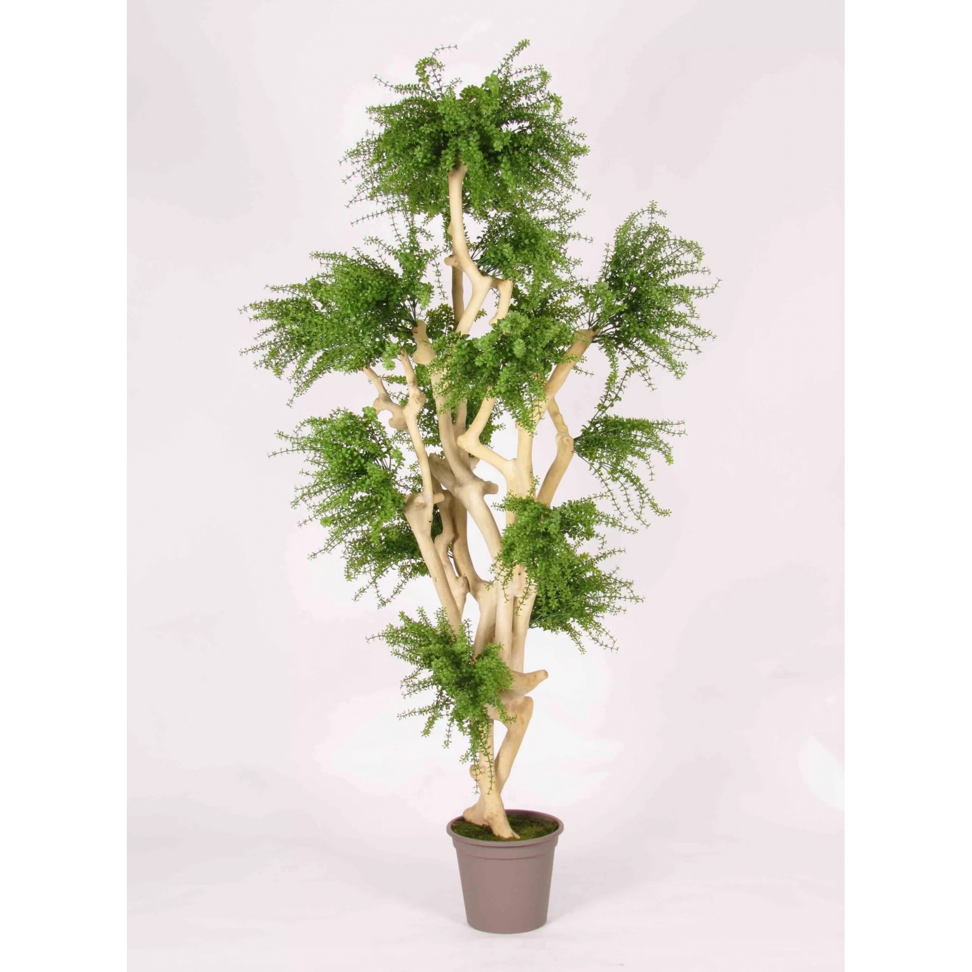  Abelia Seminaturale  Verde  Tronco Japan  UVR  H 185 cm