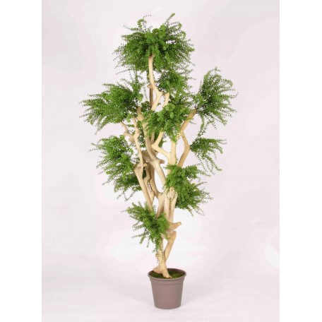 Abelia Seminaturale  Verde  Tronco Japan  UVR  H 185 cm