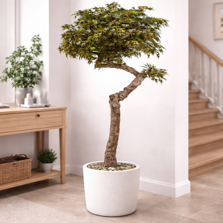 Acero Seminaturale  Colori Autunnali  Tronco Umbrella  Mini foglie  H 275 cm