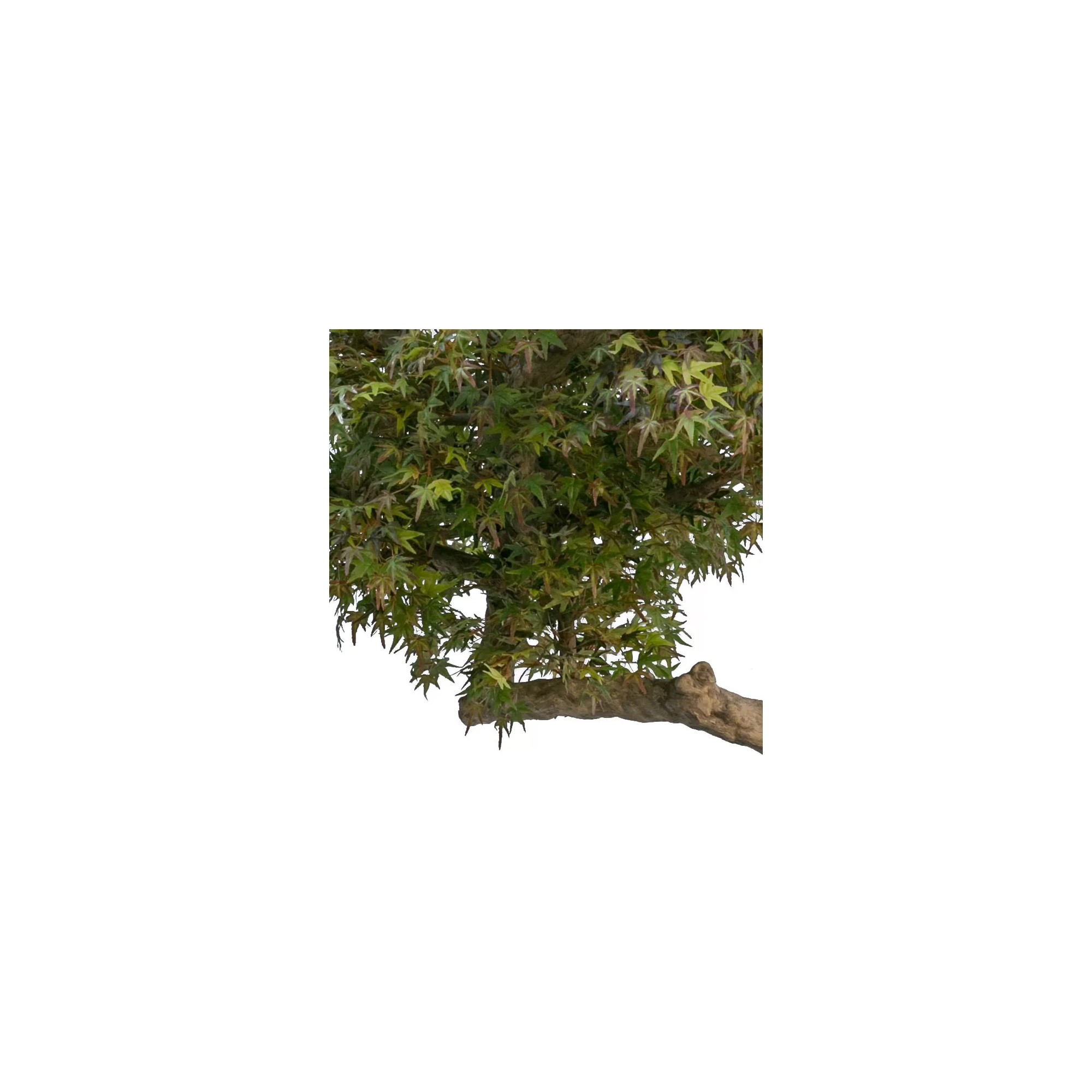  Acero Seminaturale  Colori Autunnali  Tronco Umbrella  Mini foglie  H 275 cm