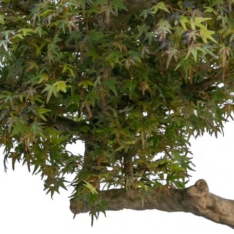 Acero Seminaturale  Colori Autunnali  Tronco Umbrella  Mini foglie  H 275 cm