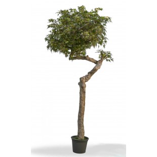 Acero Seminaturale  Colori...