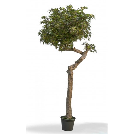 Acero Seminaturale  Colori Autunnali  Tronco Umbrella  Mini foglie  H 275 cm