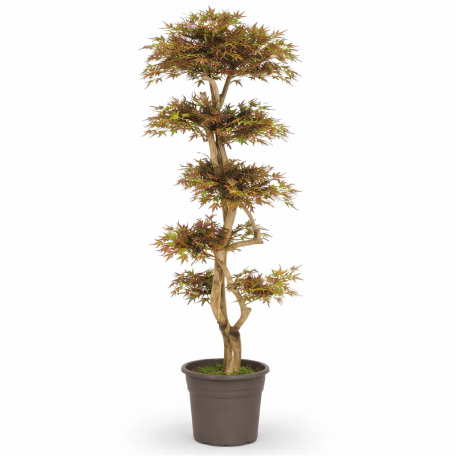 Acero Seminaturale  Mini Foglie Colori Autunnali  Tronco Japan  h150cm