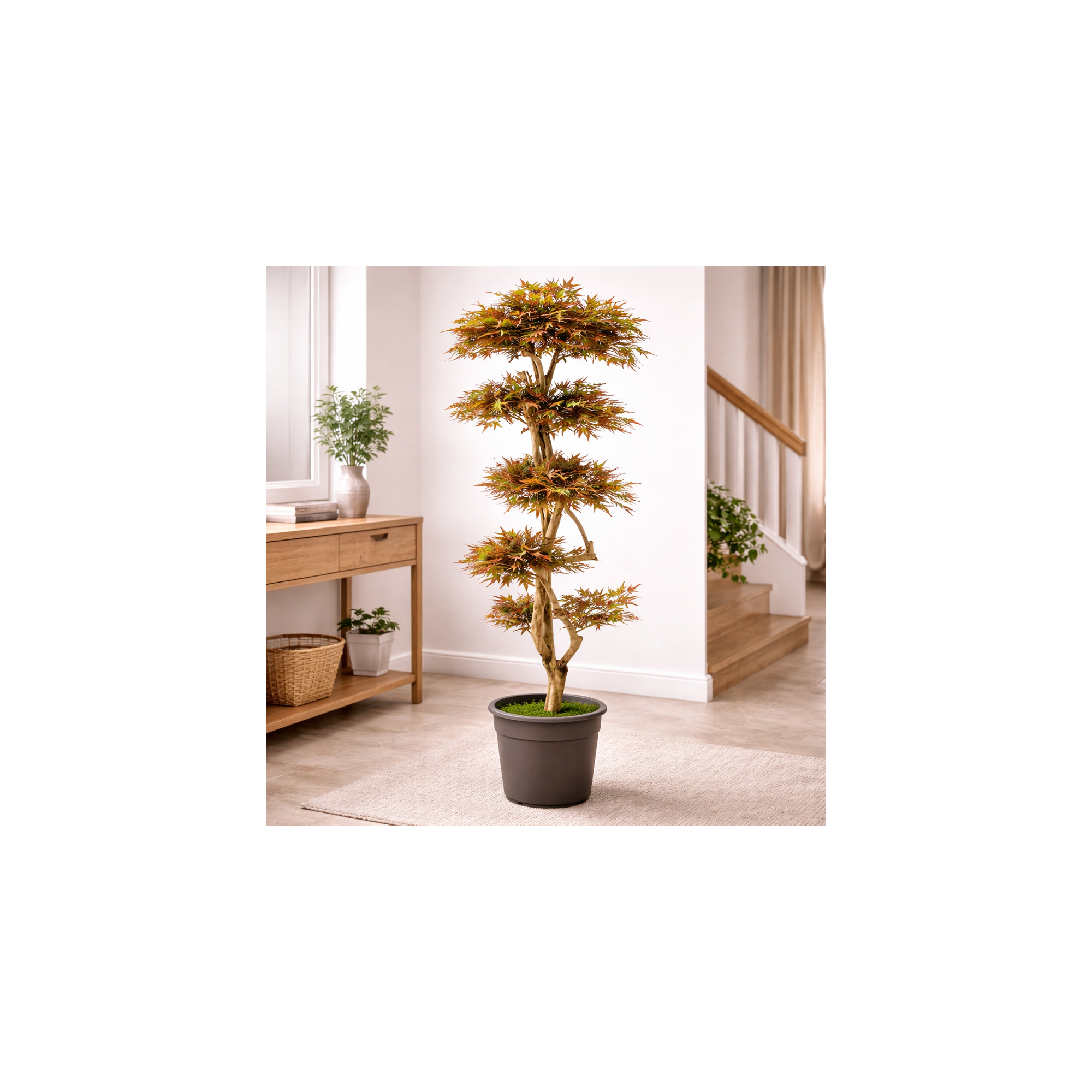  Acero Seminaturale  Mini Foglie Colori Autunnali  Tronco Japan  h150cm