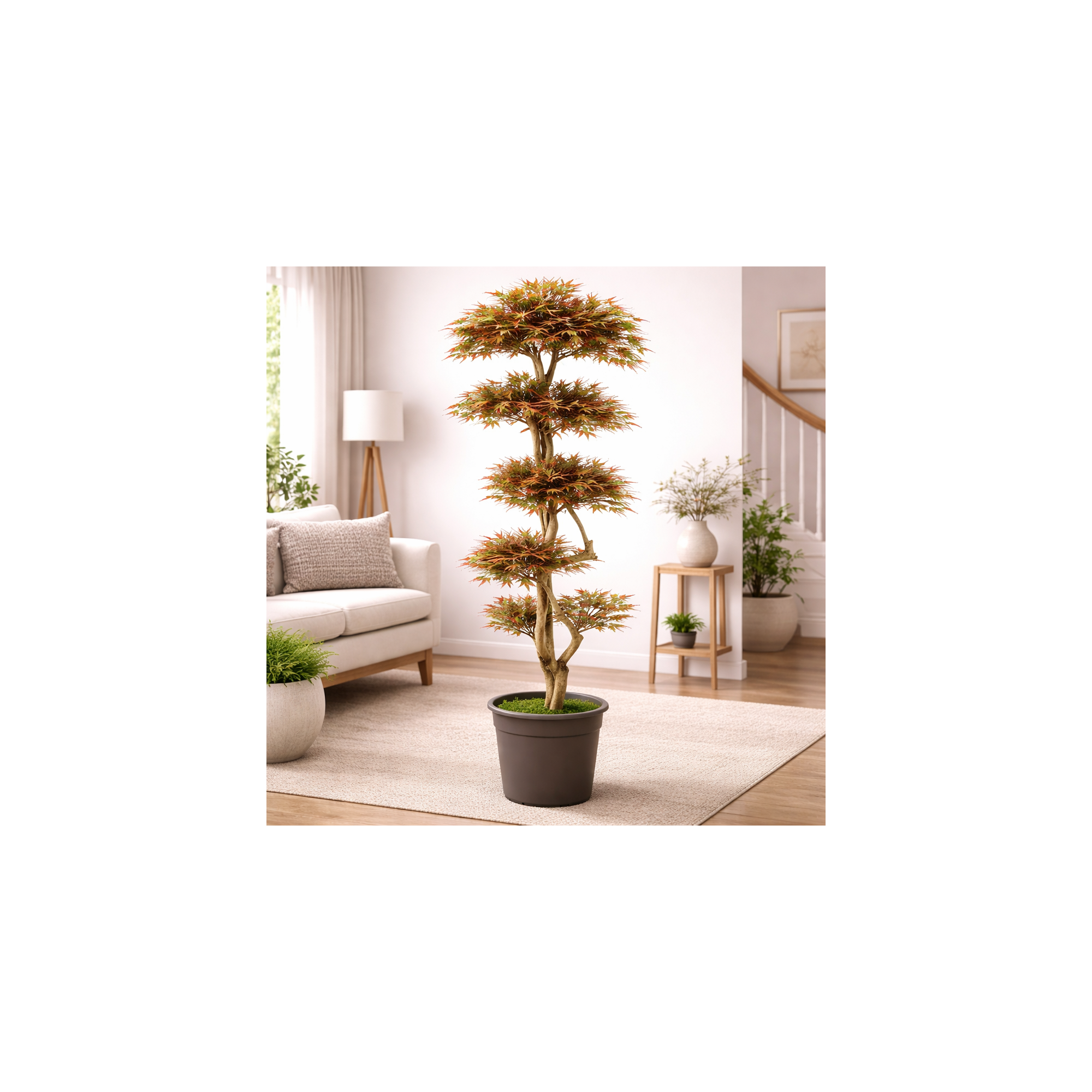  Acero Seminaturale  Mini Foglie Colori Autunnali  Tronco Japan h 185 cm