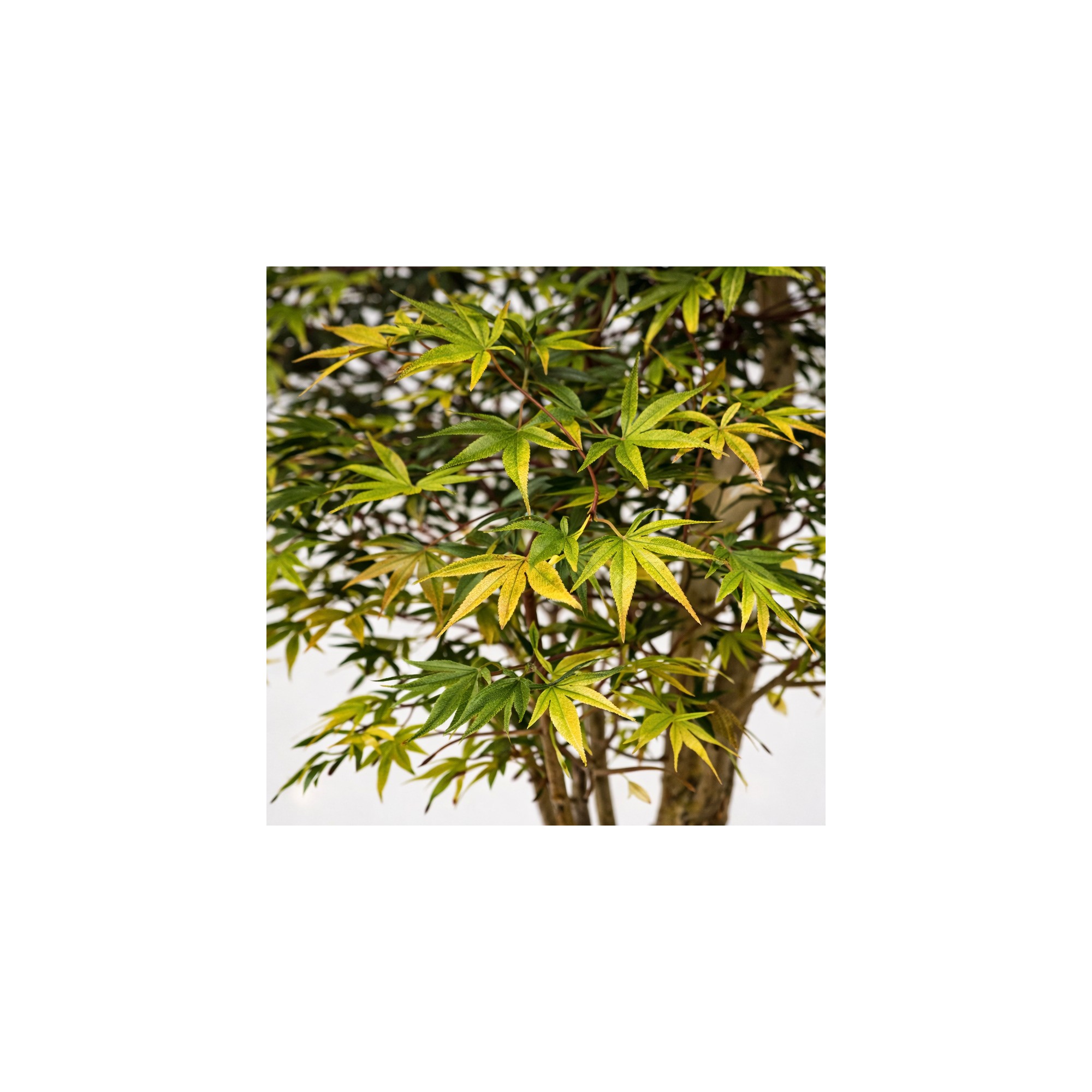  Acero Seminaturale  Mini Foglie Colori Autunnali  Tronco Mansanisi H 125CM