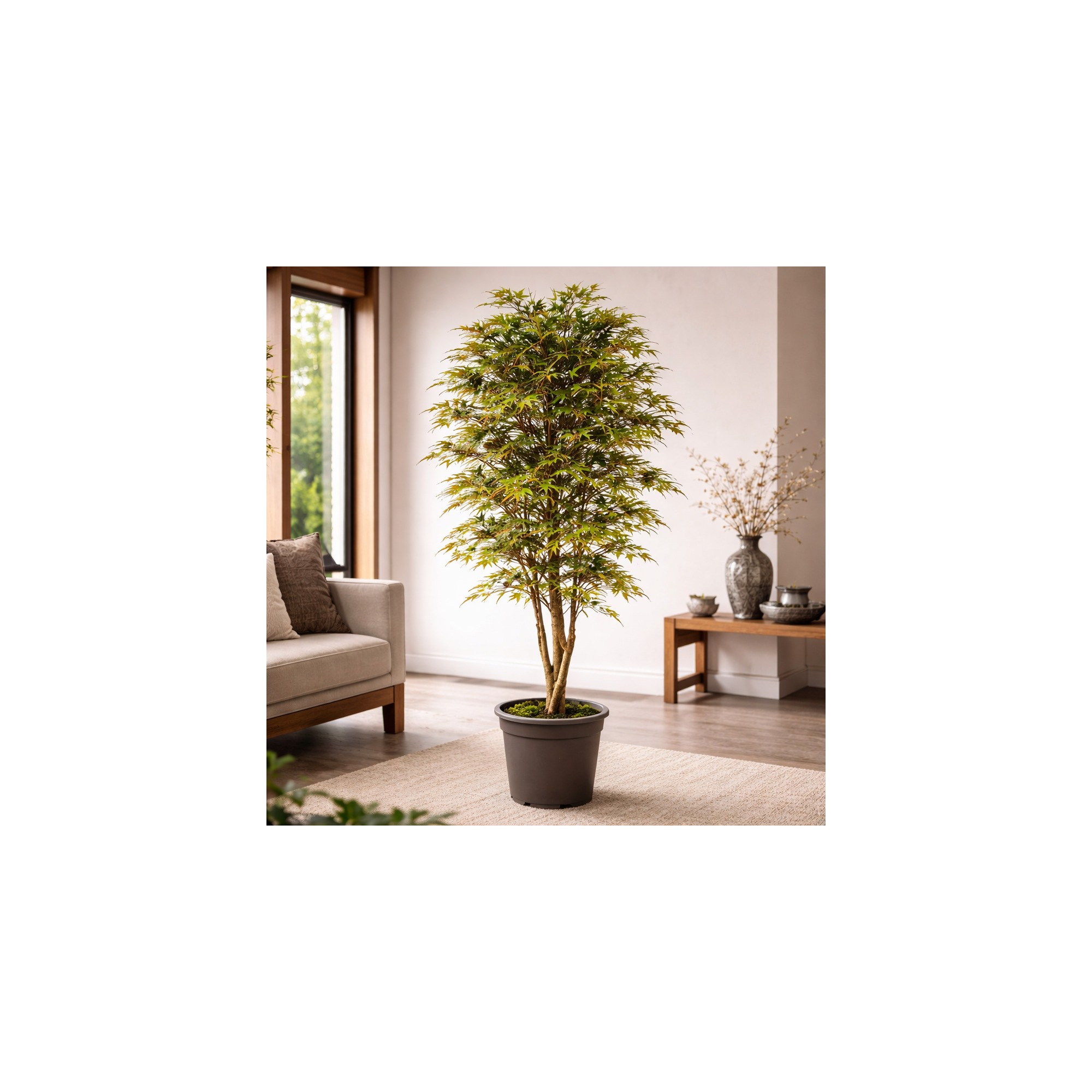  Acero Seminaturale  Mini Foglie Colori Autunnali  Tronco Mansanisi H 125CM