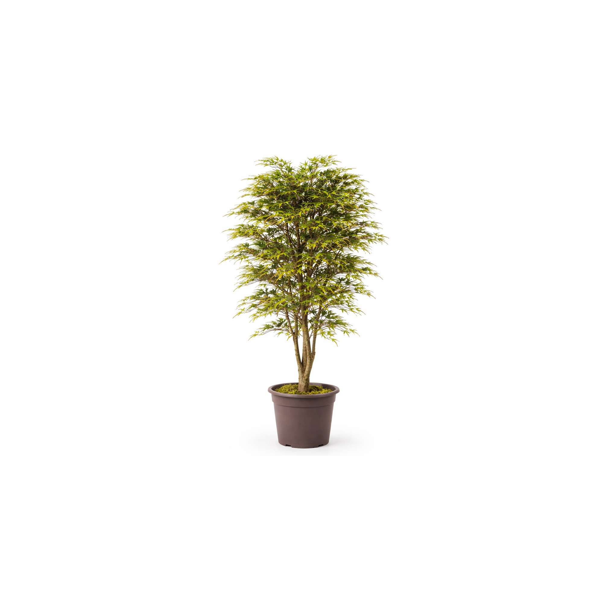  Pianta Acero Seminaturale Tronco VERO legno Mansanisi H 150cm