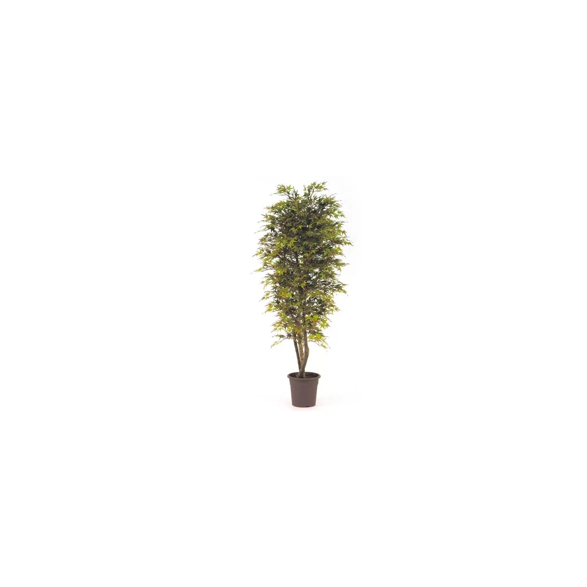  Pianta Acero Seminaturale Tronco VERO legno Mansanisi H 150cm