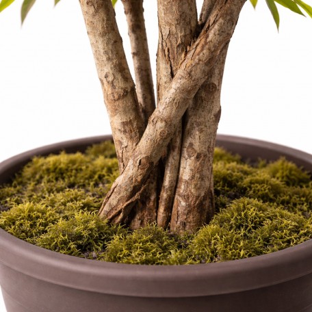 Acero Seminaturale  Mini Foglie Colori Autunnali  Tronco Mansanisi H 175CM