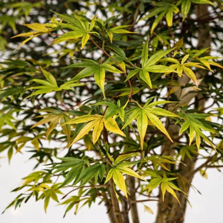 Acero Seminaturale  Mini Foglie Colori Autunnali  Tronco Mansanisi H 200 CM