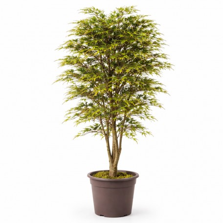 Acero Seminaturale  Mini Foglie Colori Autunnali  Tronco Mansanisi H 200 CM