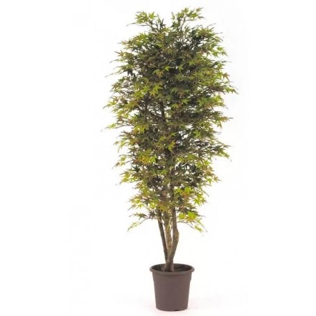 Acero Seminaturale  Mini Foglie Colori Autunnali  Tronco Mansanisi H 200 CM