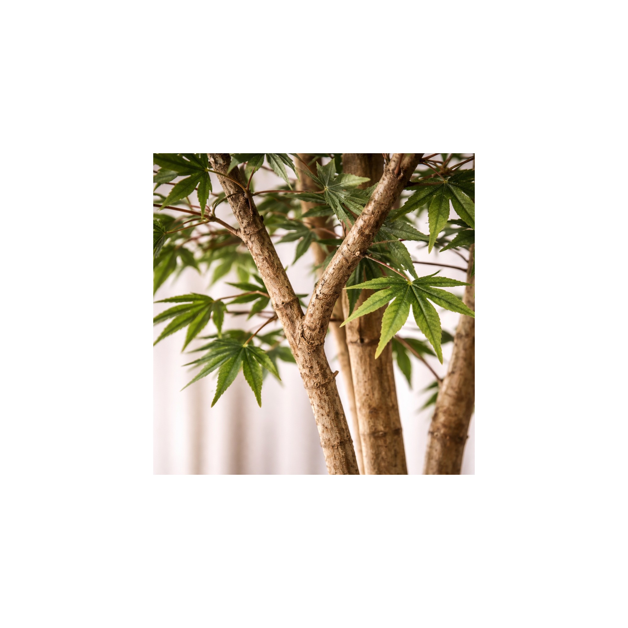  Acero Seminaturale  Mini Foglie Verdi  Tronco Japan H 125 CM