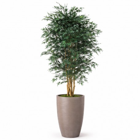 Acero Seminaturale  Mini Foglie Verdi  Tronco Japan H 125 CM