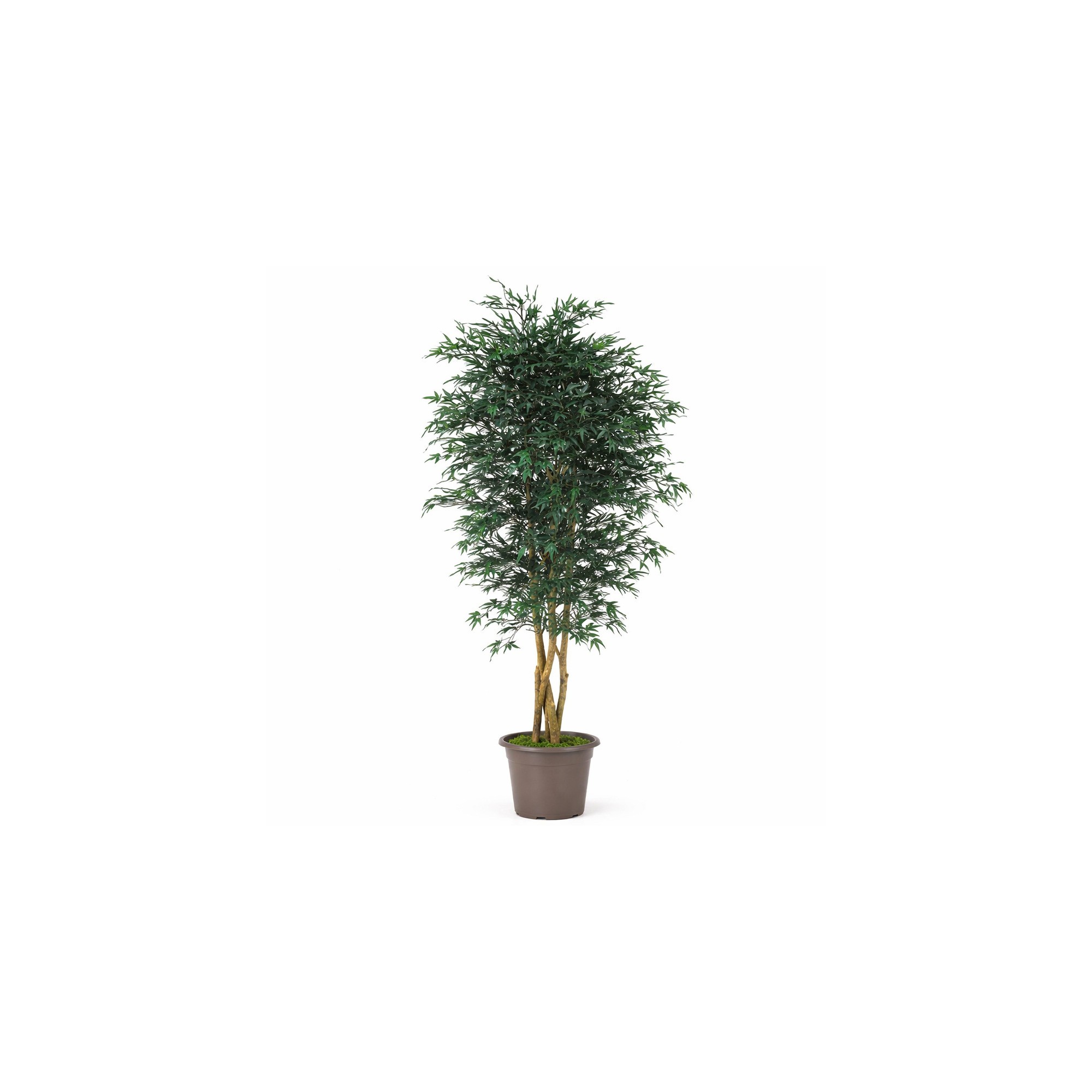  Acero Seminaturale  Mini Foglie Verdi  Tronco Japan H 125 CM