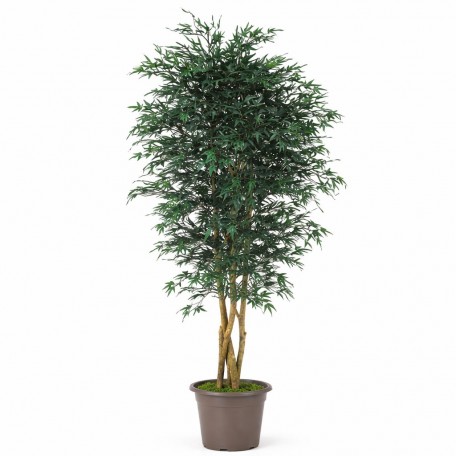 Acero Seminaturale  Mini Foglie Verdi  Tronco Japan H 125 CM