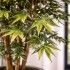 Acero Seminaturale  Mini Foglie Verdi  Tronco Japan H 125 CM