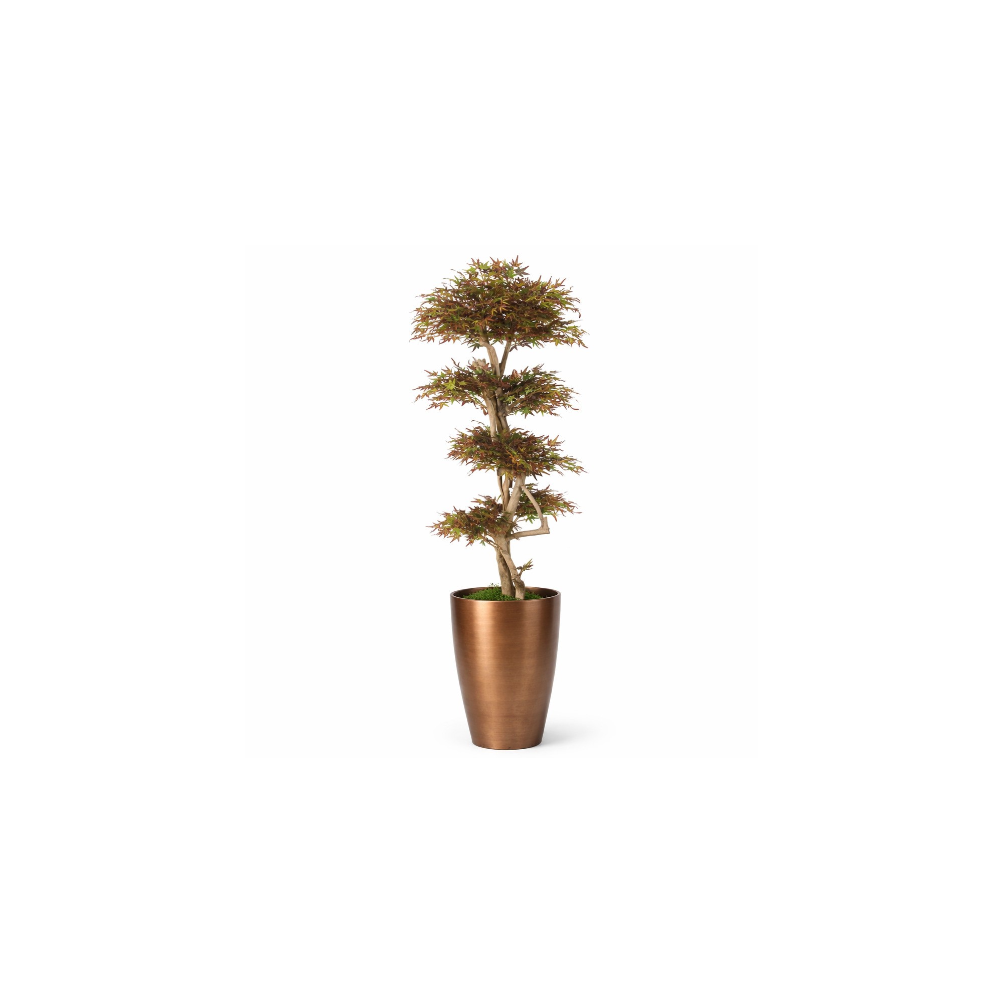  Acero Seminaturale  Mini Foglie Verdi Tronco Japan H 150 CM en
