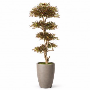 Acero Seminaturale  Mini...