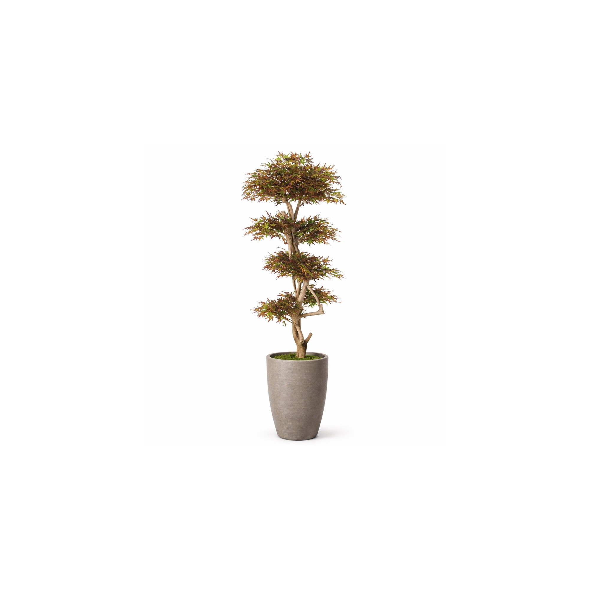  Acero Seminaturale  Mini Foglie Verdi Tronco Japan H 150 CM en