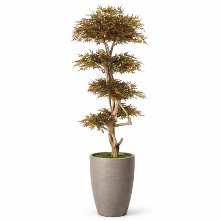 Acero Seminaturale  Mini Foglie Verdi Tronco Japan H 150 CM es