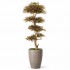 Acero Seminaturale  Mini Foglie Verdi Tronco Japan H 150 CM en