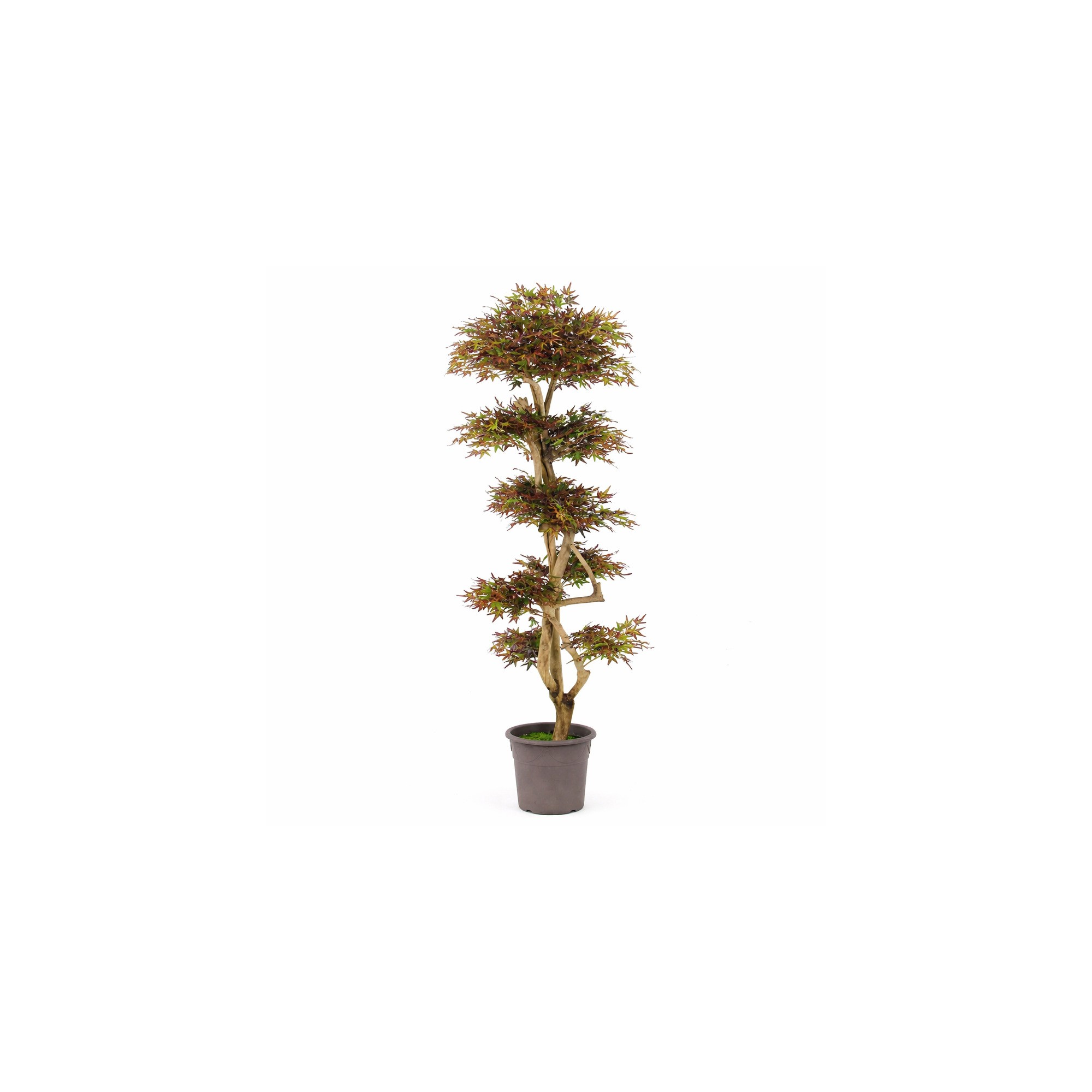  Acero Seminaturale  Mini Foglie Verdi Tronco Japan H 150 CM fr