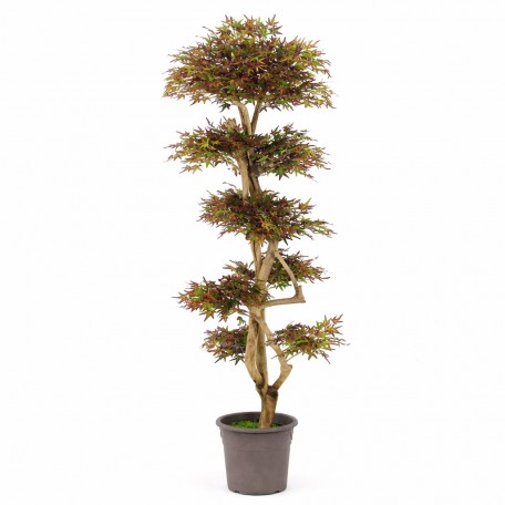 Acero Seminaturale  Mini Foglie Verdi Tronco Japan H 150 CM es